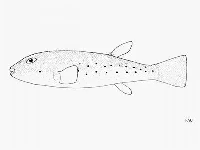 Slick puffer (Sphoeroides kendalli)