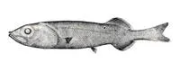 Slickhead (Alepocephalus umbriceps)