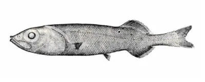 Slickhead (Alepocephalus umbriceps)