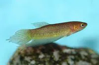 Slim betta (Betta bellica)