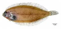 Slim flounder (Monolene antillarum)