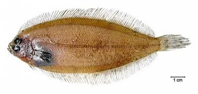 Slim flounder (Monolene antillarum)