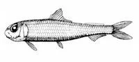 Slim lightfish (Ichthyococcus elongatus)