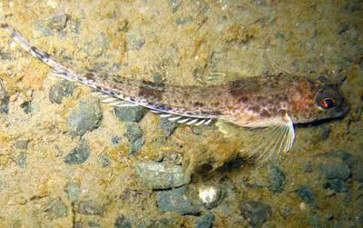 Slim sculpin (Radulinus asprellus)