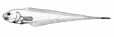 Slim snailfish (Rhinoliparis attenuatus)