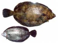 Slime flounder (Microstomus achne)
