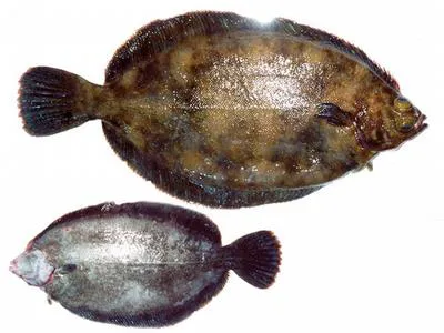 Slime flounder (Microstomus achne)