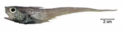Slimehead grenadier (Ventrifossa mucocephalus)