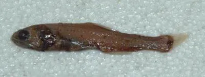 Slimtail lampfish (Lampanyctus parvicauda)
