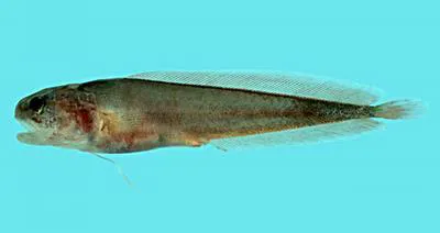 Slimy cuskeel (Brosmophyciops pautzkei)