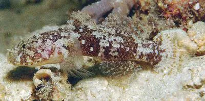Slimy goby (Callogobius flavobrunneus)