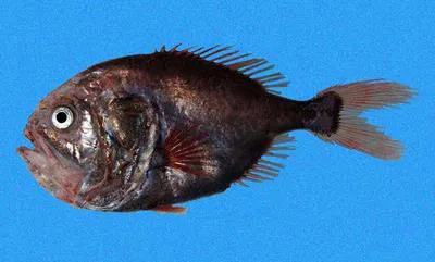 Slimy head (Hoplostethus mento)