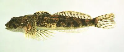 Slimy sculpin (Cottus cognatus)