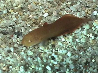 Slimy snailfish (Liparis mucosus)