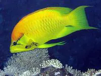 Sling-jaw wrasse (Epibulus insidiator)