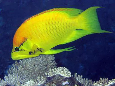 Sling-jaw wrasse (Epibulus insidiator)