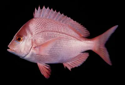 Slinger seabream (Chrysoblephus puniceus)
