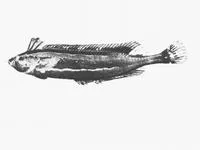 Slinky klipfish (Pavoclinus litorafontis)