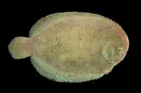 Slipper sole (Trinectes paulistanus)