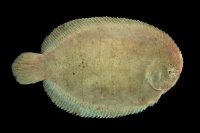 Slipper sole (Trinectes paulistanus)