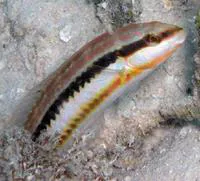 Slippery dick (Halichoeres bivittatus)