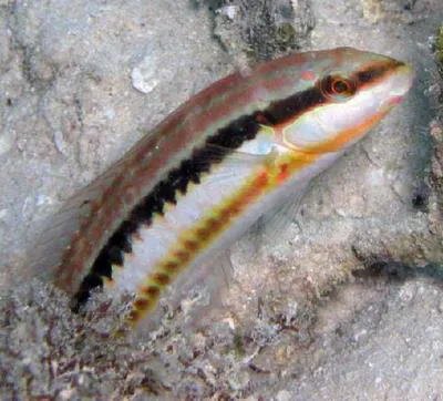 Slippery dick (Halichoeres bivittatus)