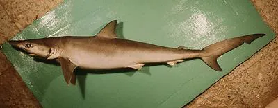 Sliteye shark (Loxodon macrorhinus)