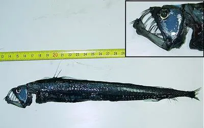 Sloane's viperfish (Chauliodus sloani)