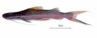 Slobbering catfish (Brachyplatystoma platynemum)
