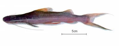 Slobbering catfish (Brachyplatystoma platynemum)