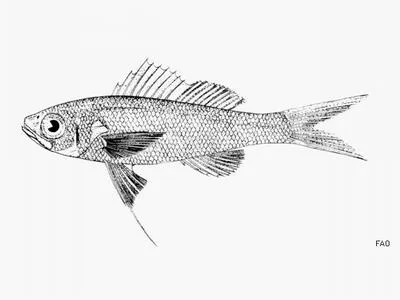 Slope bass (Symphysanodon berryi)