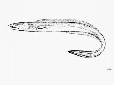 Slope conger (Ariosoma prorigerum)