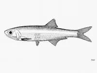 Slough anchovy (Anchoa delicatissima)