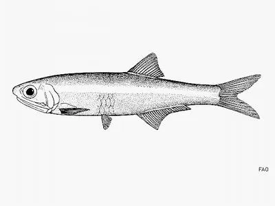 Slough anchovy (Anchoa delicatissima)