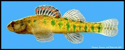 Slough darter (Etheostoma gracile)