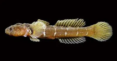 Slow goby (Aruma histrio)