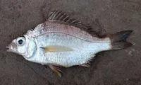 Small Bengal silver-biddy (Gerres setifer)