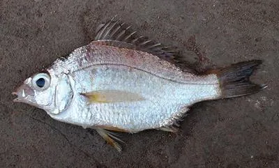 Small Bengal silver-biddy (Gerres setifer)