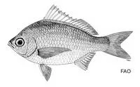 Small Chinese silver-biddy (Gerres decacanthus)