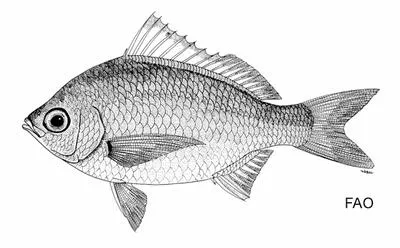 Small Chinese silver-biddy (Gerres decacanthus)