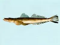 Small-eyed flathead (Cymbacephalus bosschei)