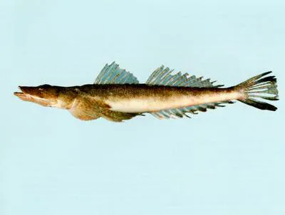 Small-eyed flathead (Cymbacephalus bosschei)