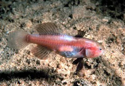 Small-eyed goby (Austrolethops wardi)