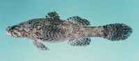 Small-eyed loter (Prionobutis microps)