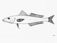 Small-eyed sillago (Sillago microps)