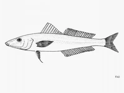 Small-eyed sillago (Sillago microps)