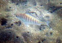 Small-eyed whipfin mojarra (Gerres microphthalmus)