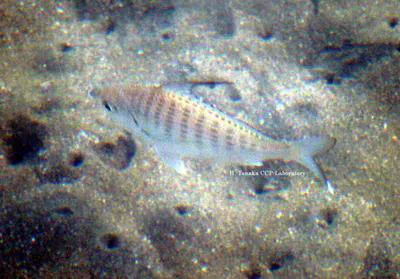 Small-eyed whipfin mojarra (Gerres microphthalmus)