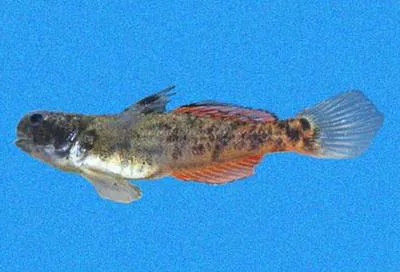Small goby (Evorthodus minutus)