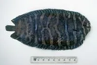 Small-head sole (Soleichthys microcephalus)